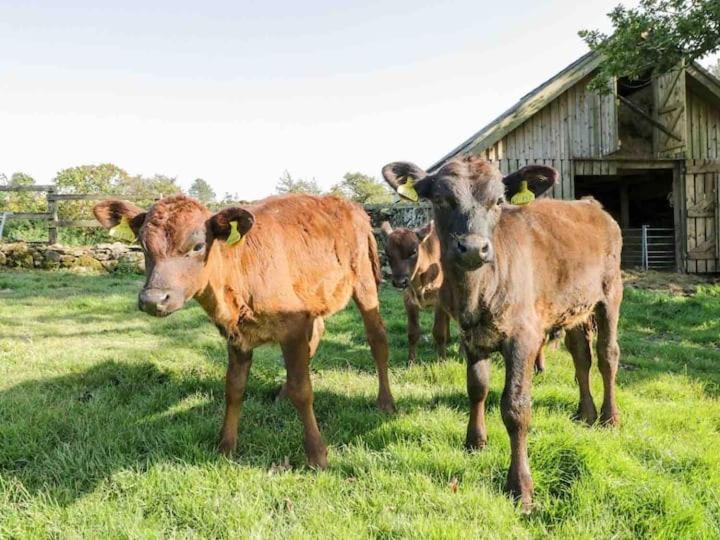 Pandy Farm - Waen Fechan Dolgellau Luaran gambar