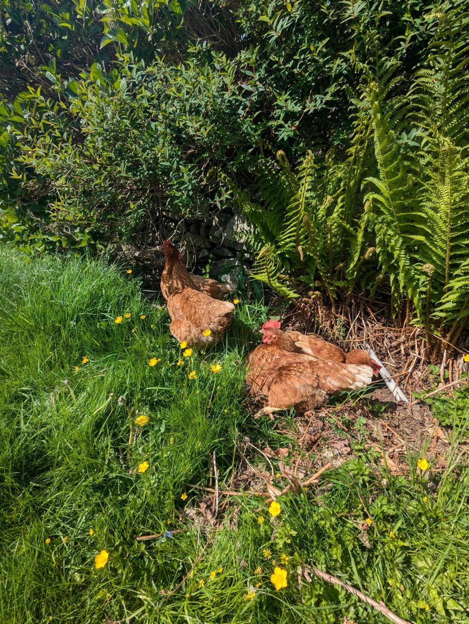 Pandy Farm - Waen Fechan Dolgellau Luaran gambar